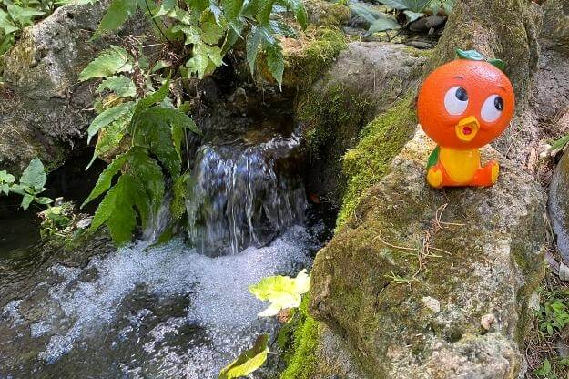 Waterfall with orange bird on the rocks. 