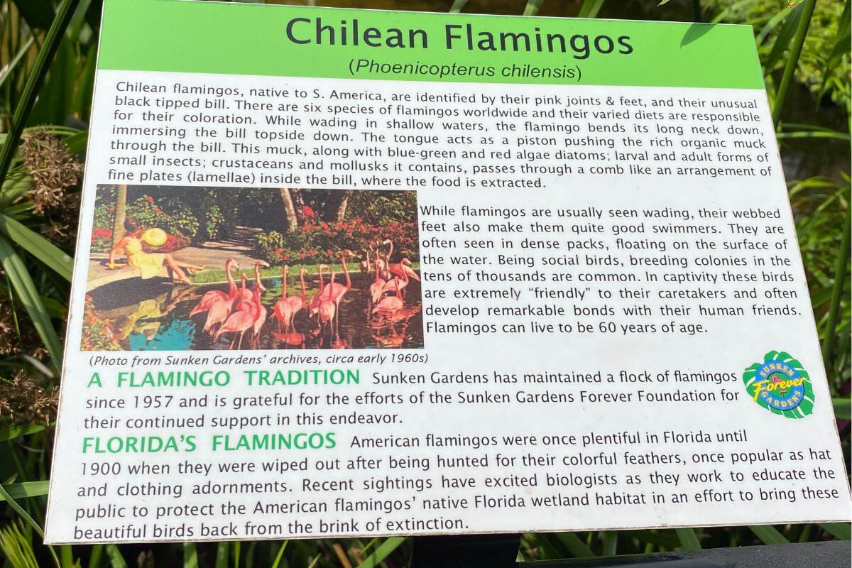 Chilean flamingos at Sunken Gardens sign