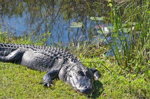 Photo of Florida alligator