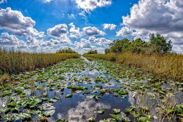 Photo of the Everglades by Andrea Izzotti