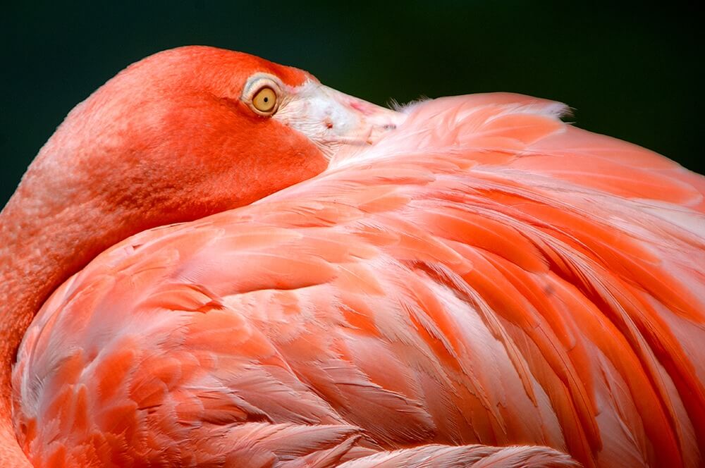 Flamingo at Zoo Miami