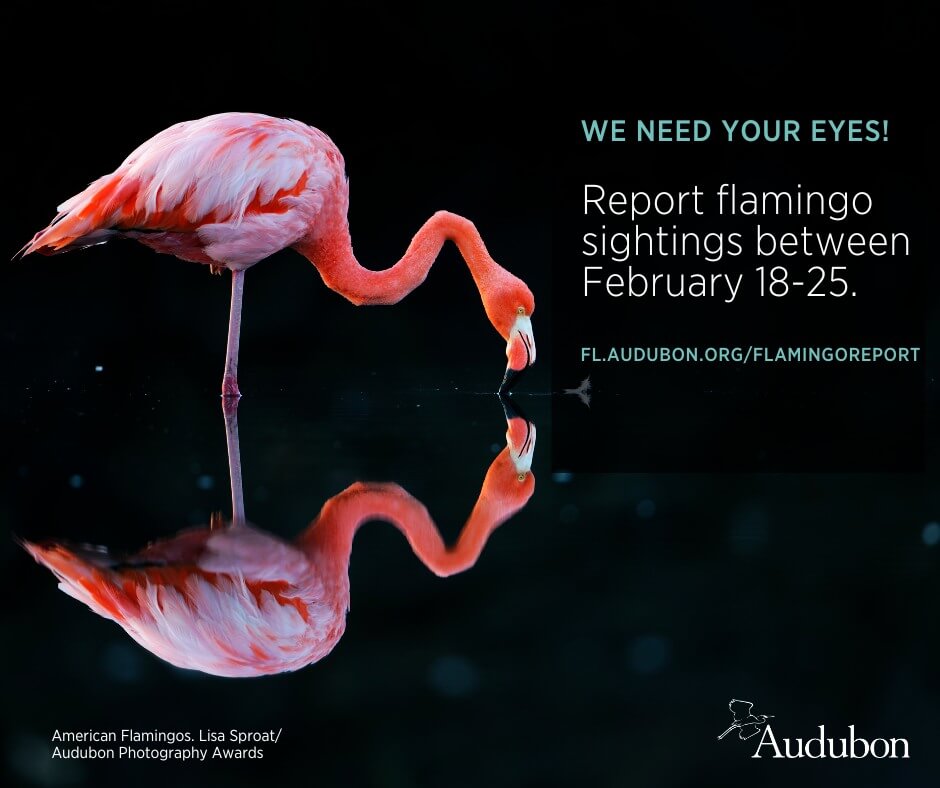 If you see wild Florida Flamingos between 2/18/24 to 2/25/24 report them to Audubon Florida