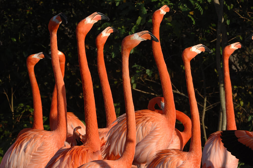 Flamingos at Zoo Miami