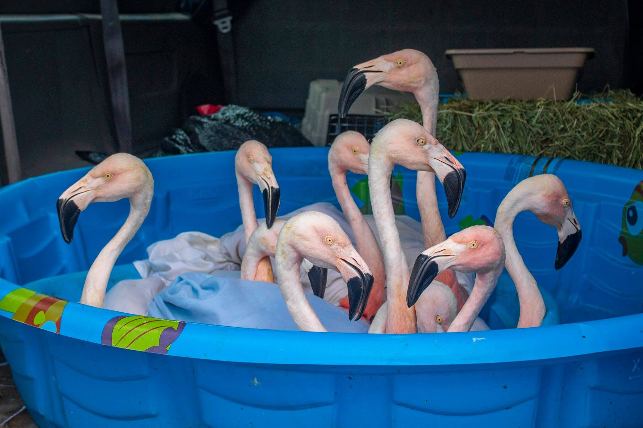 Flamingos being transported in kiddie pool at Brevard Zoo