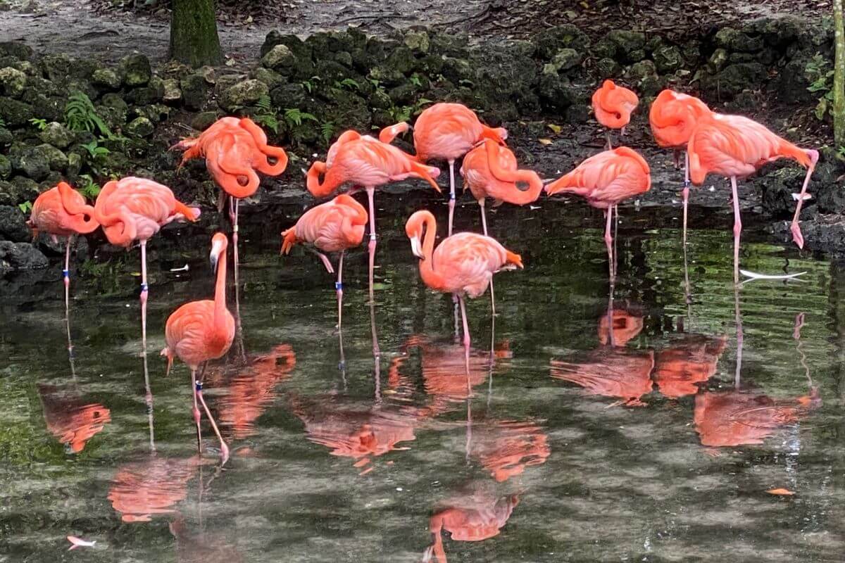 Flamingos in Florida from Homosassa Wildlife Park.