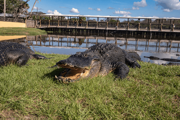 Alligator sitting on the grass at Gatorama