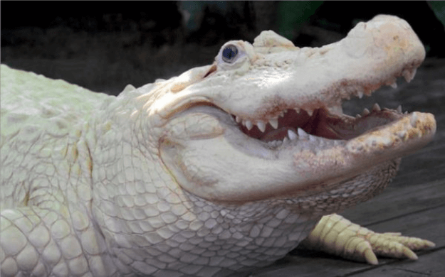 Albino alligator from Gatorland Florida 