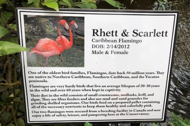 Key West Butterfly Conservatory Rhett and Scarlett information