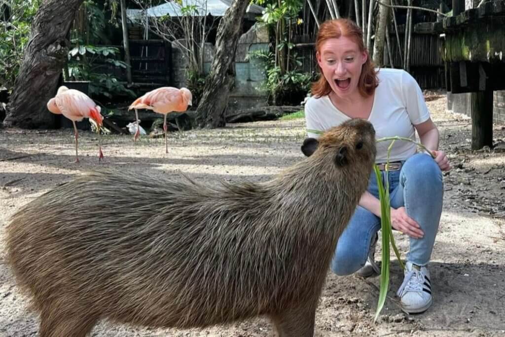 Palm Beach Zoo visitor interacts with a capybara who lives with the flamingos