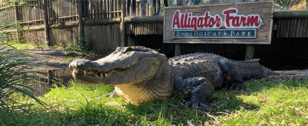 Alligator at St. Augustine Alligator Farm Zoological Park 