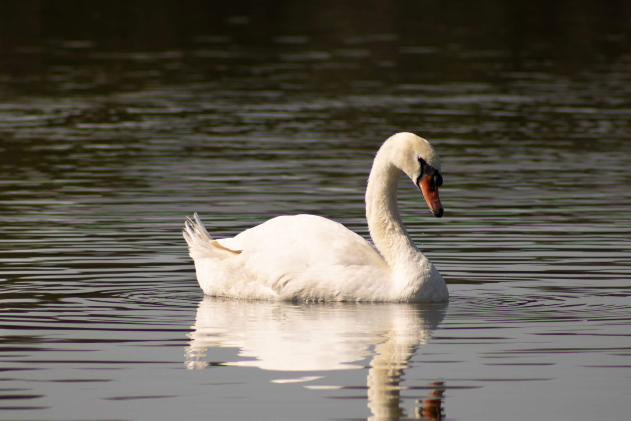 Swan in Lake Morton.