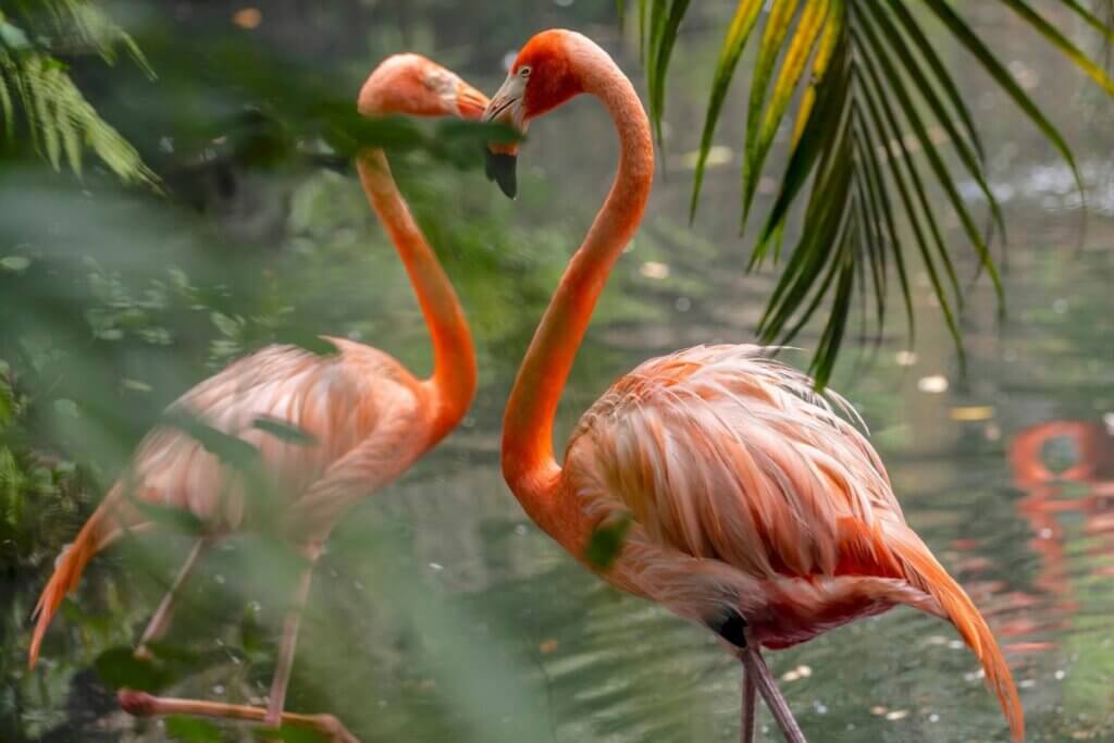 Two flamingos at Palm Beach Zoo