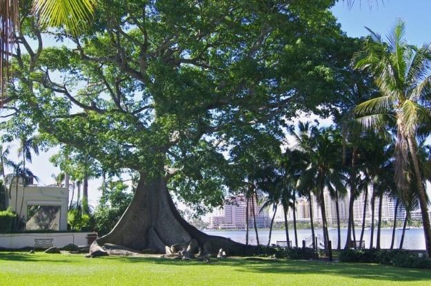 Photo of Palm Beach Trail big Kapok tree