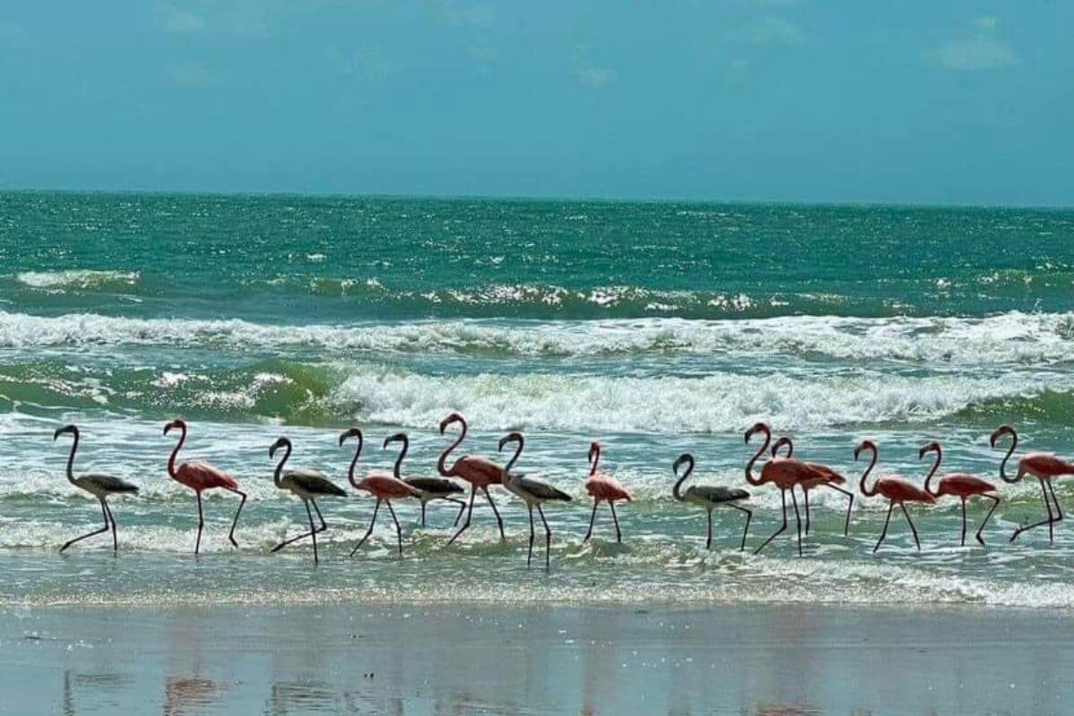 Wild Flamingos at Madeira Beach Florida