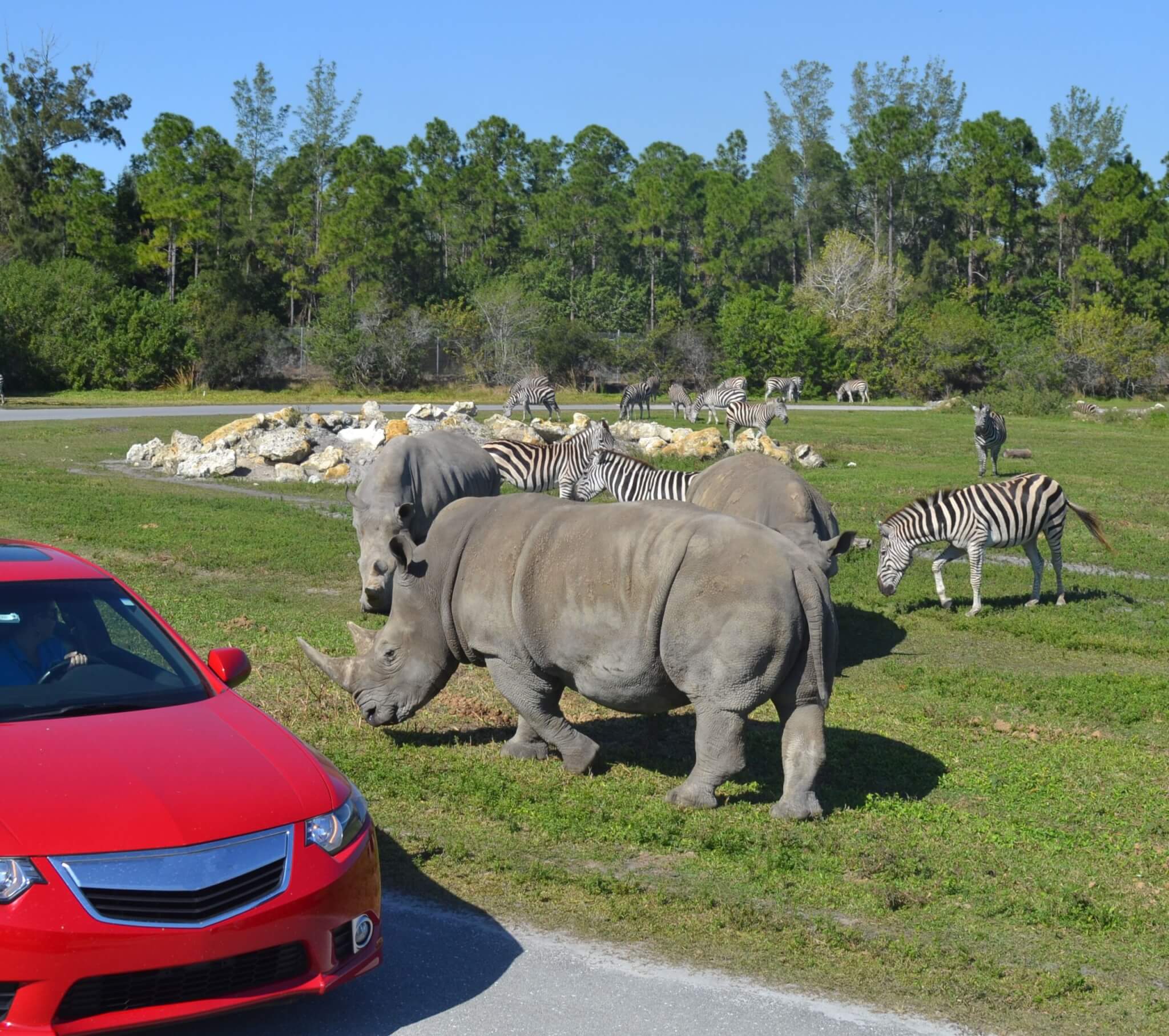 Rhinos and zebras with car at Lion Country Safari