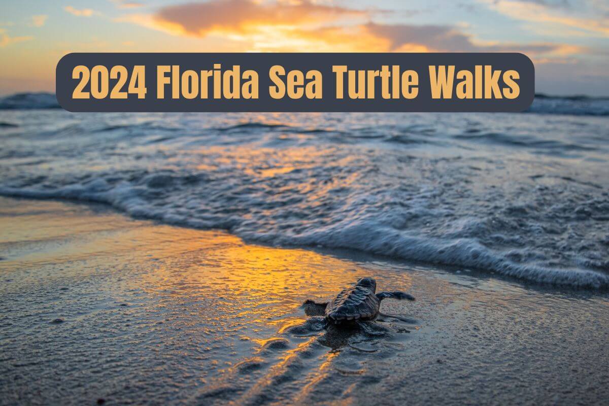 2024 Florida Sea Turtle Walk