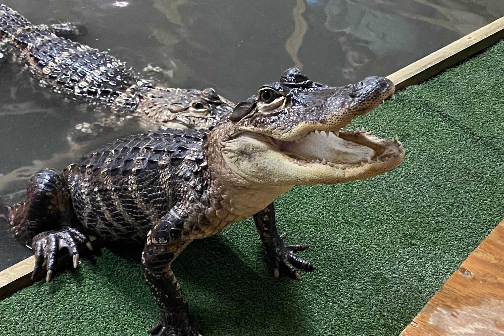 How Many Alligators Live in Florida's Sawgrass Lake? - AZ Animals