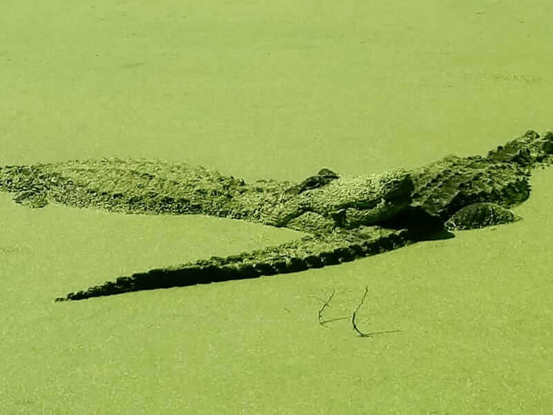 Alligator at Jungle Adventures A Real Florida Animal Park