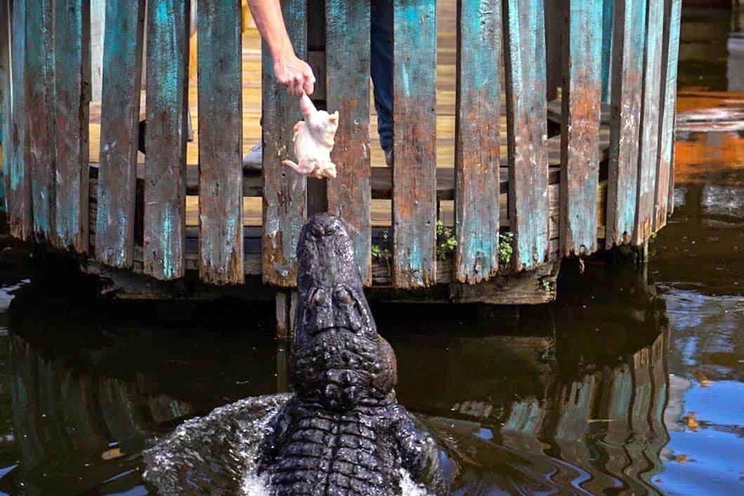 Alligator show at Gatorland