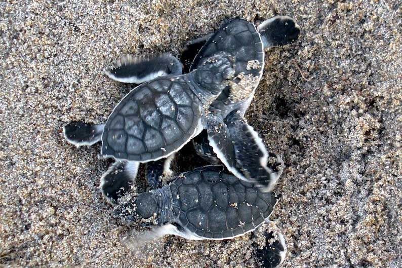 Baby Sea Turtles from Gumbo Limbo Nature Center in Boca Raton