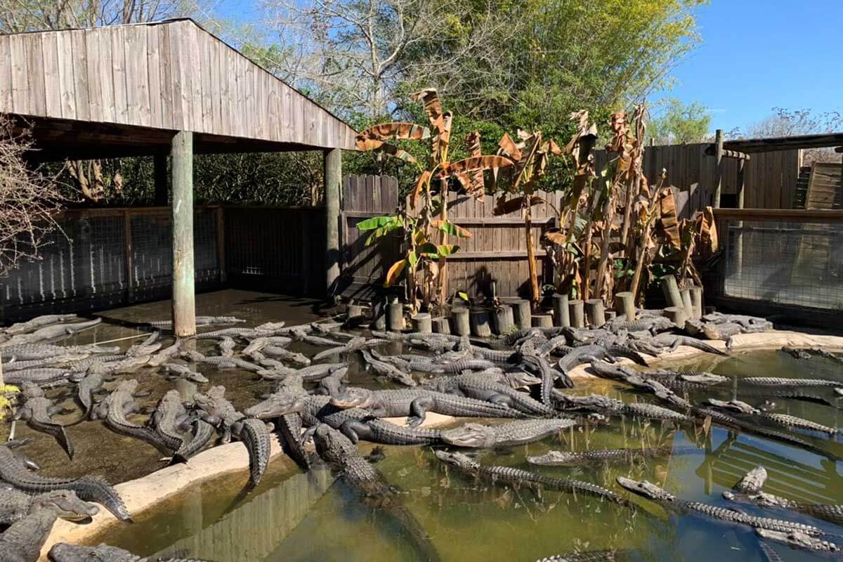 Croc Encounters alligator exhibit