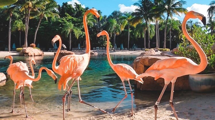 Flamingos at Discovery Cove Orlando 