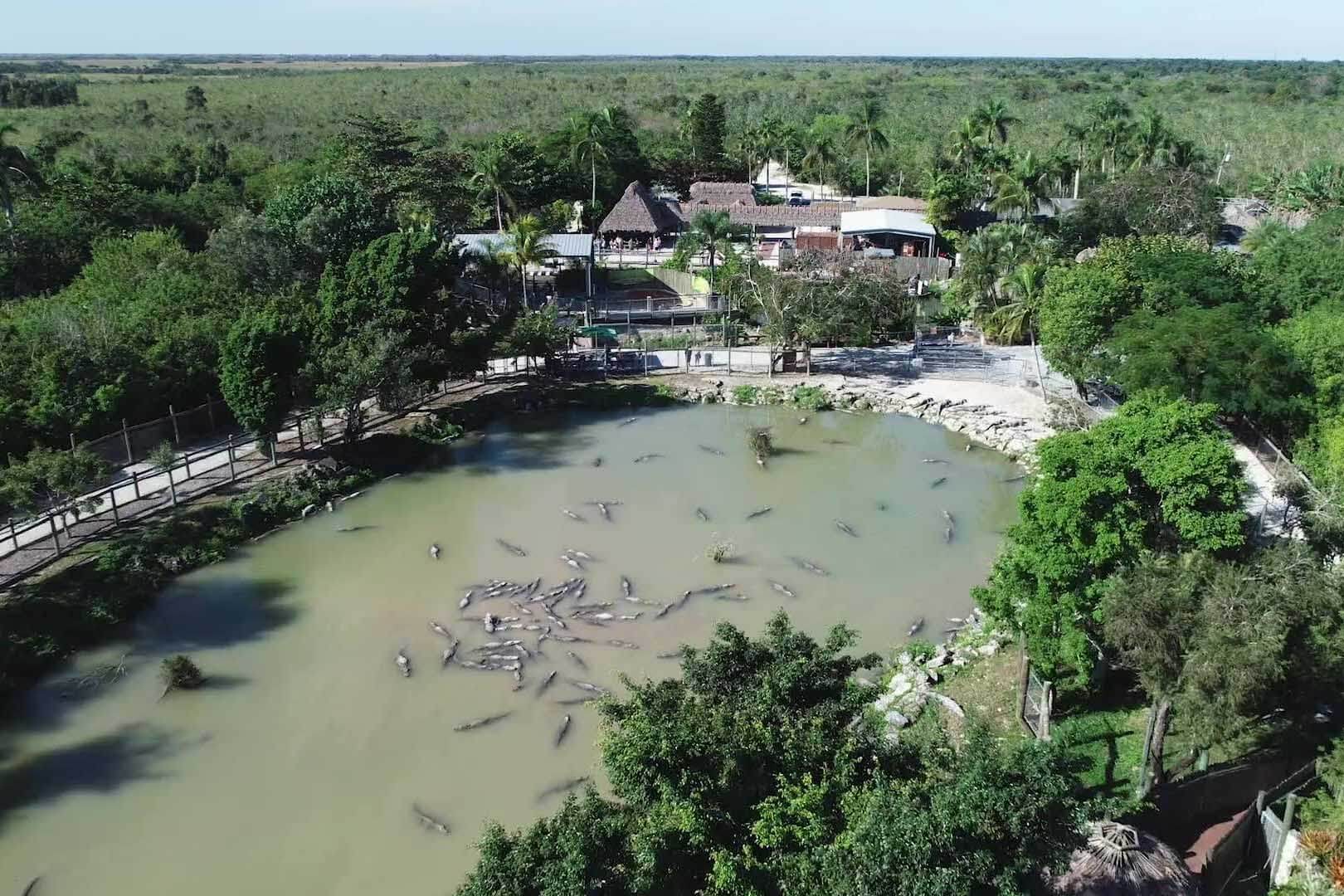 Everglades Alligator Farm 