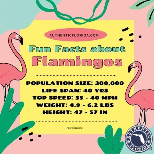 Graphic image of fun facts about American Flamingos