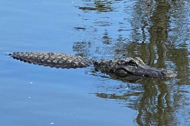 Alligator swimming in the water 