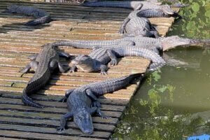 Gatorland alligators