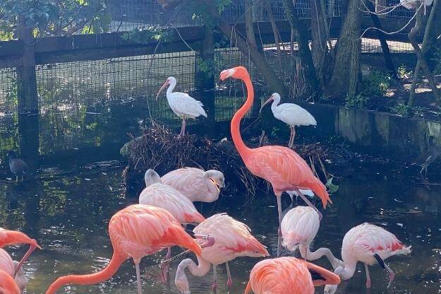 Flamingo in a flamingo exhibit