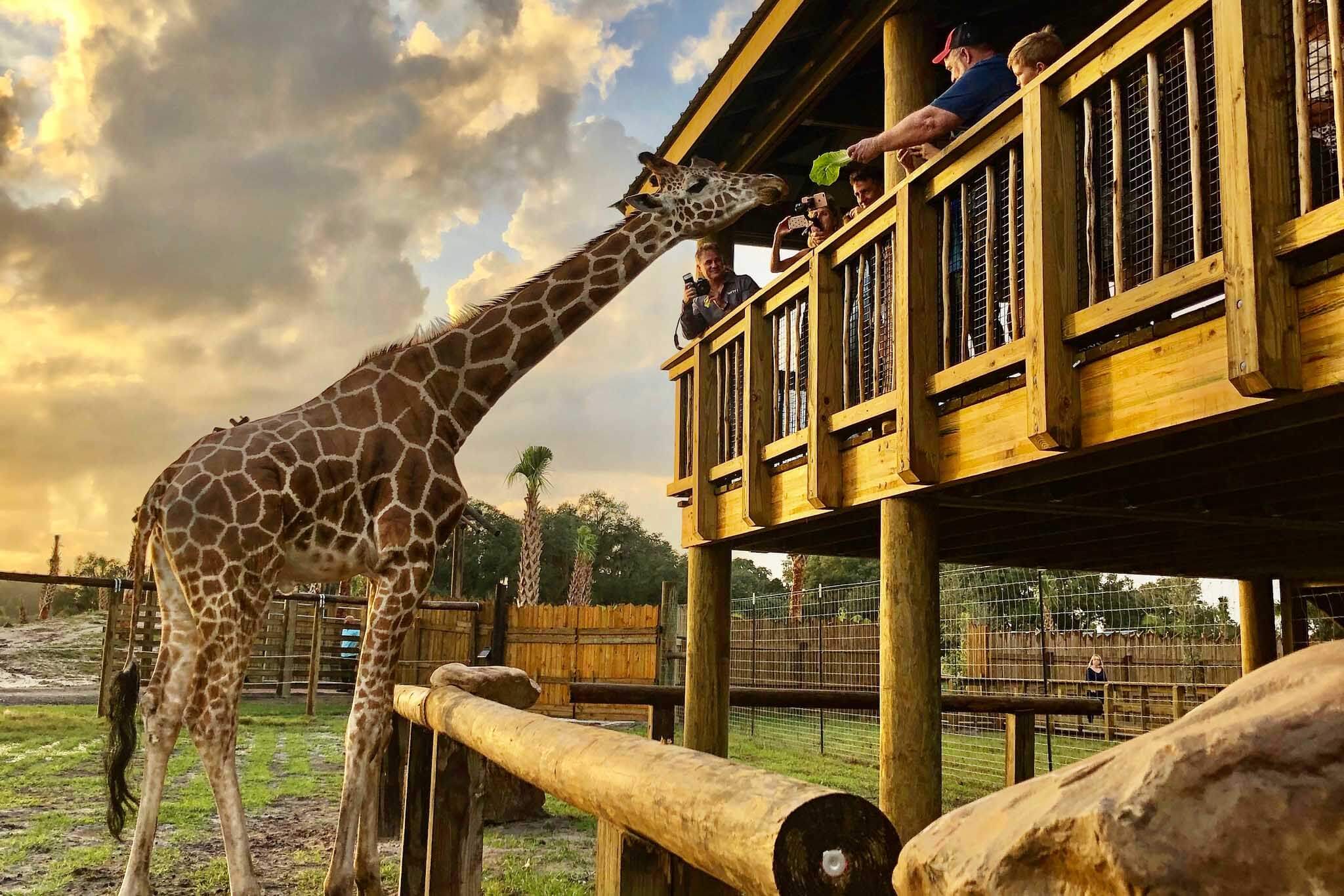Giraffe feeding at Wild Florida 