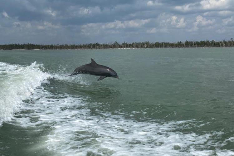 Marco Island Dolphin.
