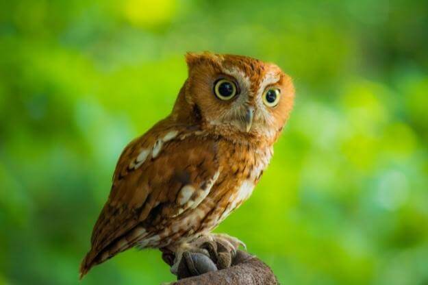 Small owl on a gloved hand. 
