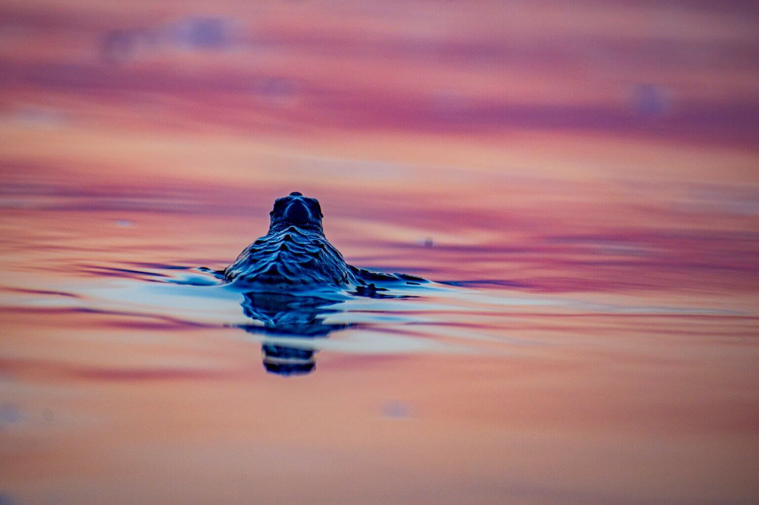 Don't Miss a 2024 Florida Sea Turtle Walk • Authentic Florida