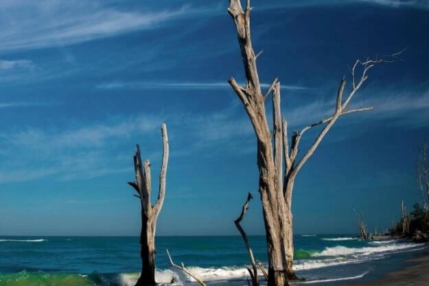 Bare trees on the beach. 