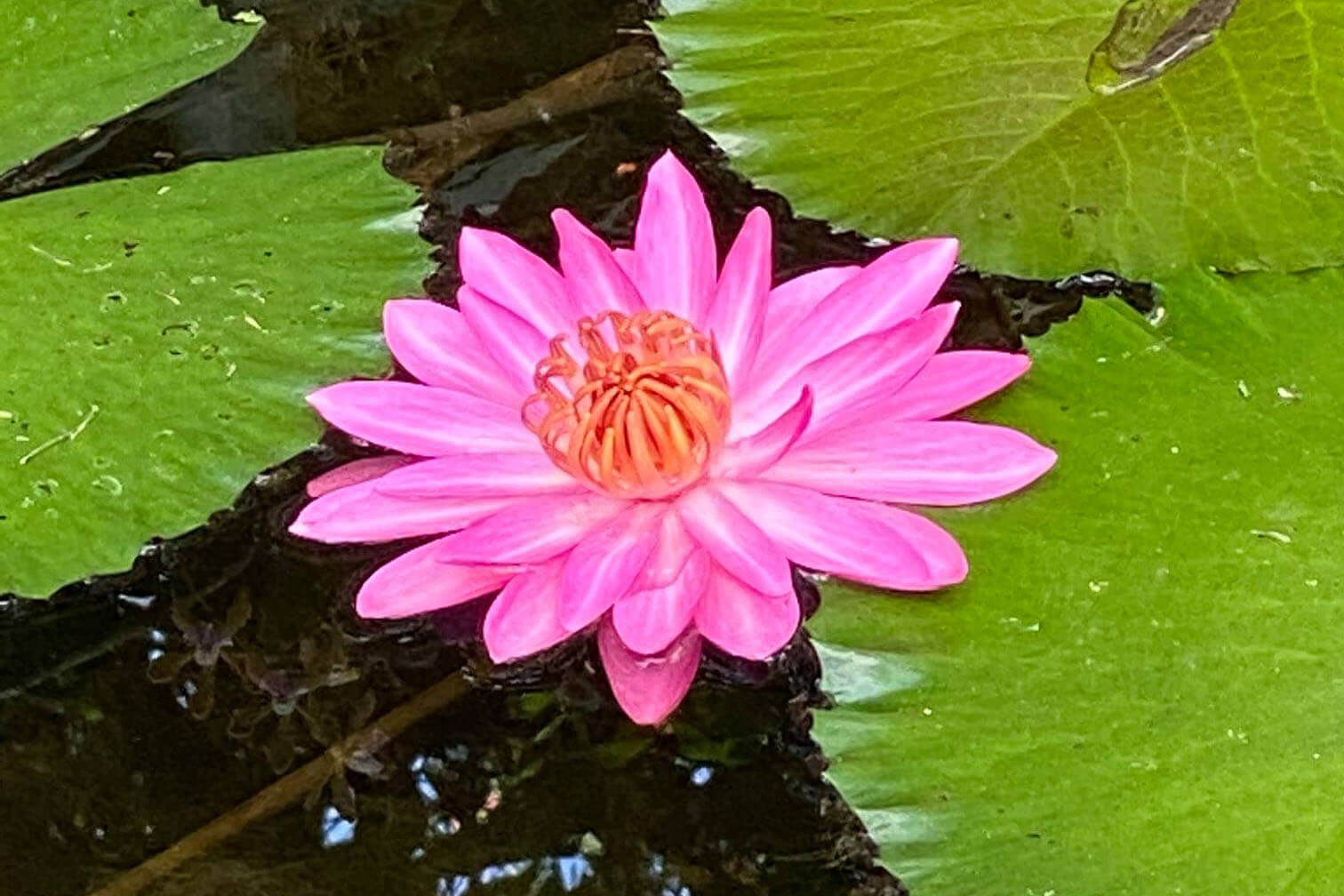 Waterlily at McKee Botanical Gardens