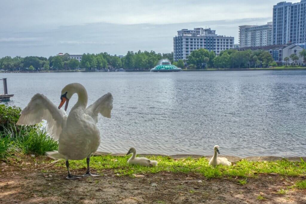 Swans at Lake Eola a great place to run in Orlando
