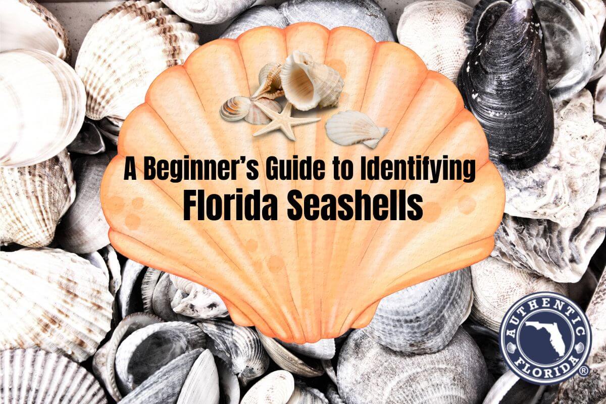 A Beginner's Guide to Identifying Common Florida Seashells