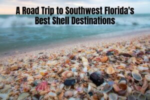 A Road Trip to Southwest Florida's Best Shell Destinations 2024
