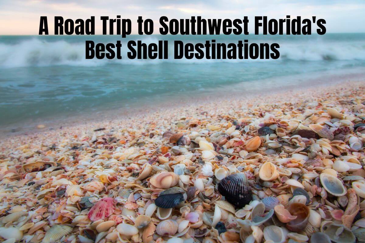 A Road Trip to Southwest Florida's Best Shell Destinations 2024