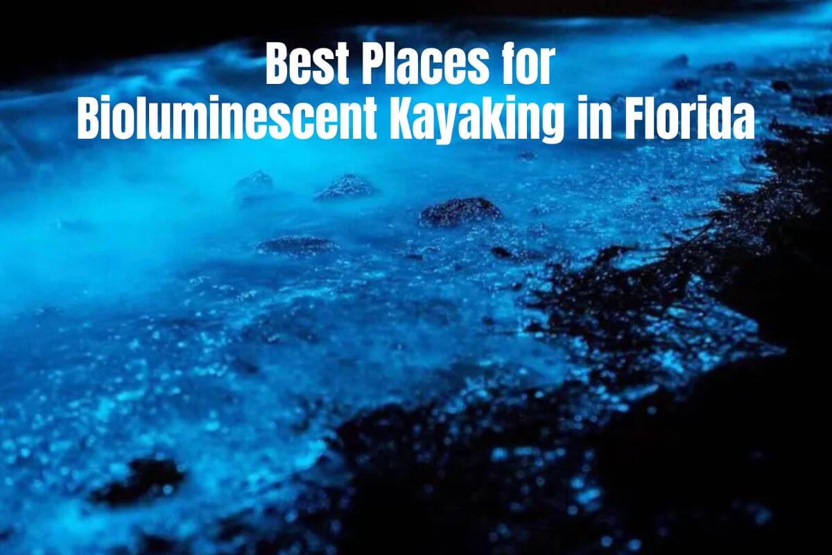Best Places for Bioluminescent Kayaking in Florida