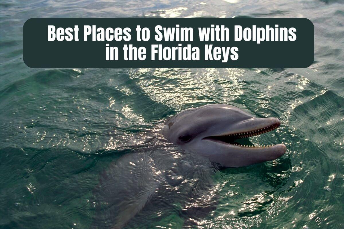 Best Places to Swim with Dolphins in the Florida Keys text on an image of a dolphin.