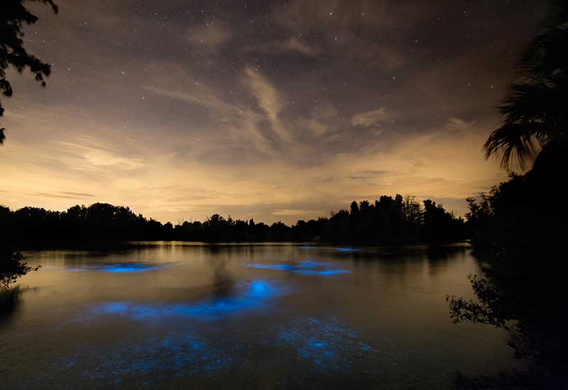 Photographing the Bioluminescence in Florida