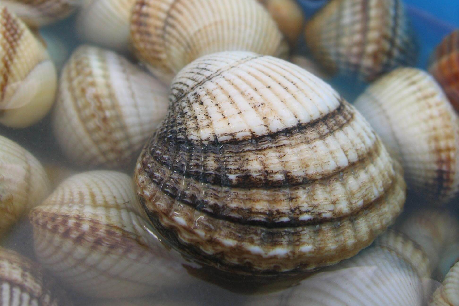 Cockle Shell