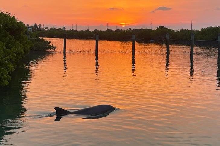 Dolphin swimming at sunset.