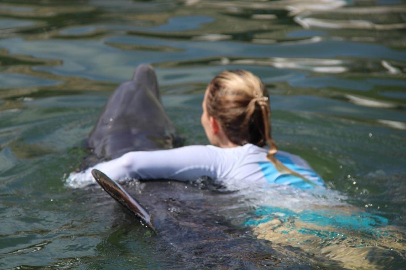 Dolphin Swimming at Dolphins Plus Marine Mammal Responder.