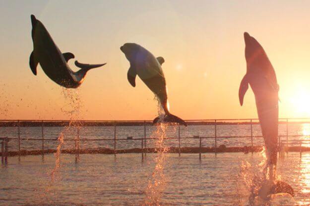 Dolphins jumping in the ocean. 