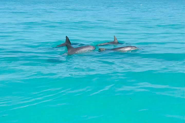 Dolphins swimming in the ocean. 