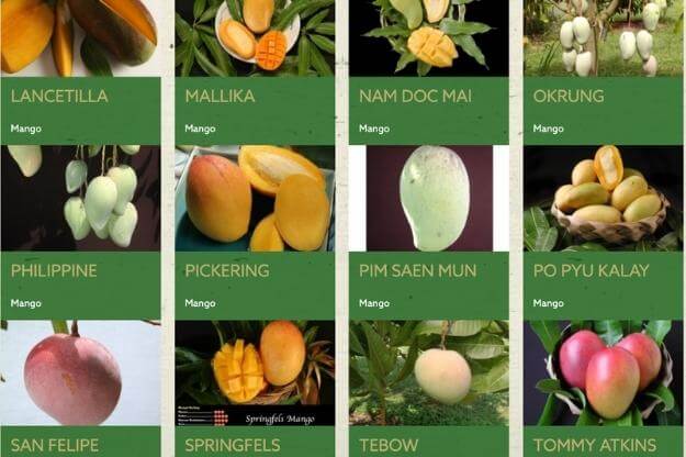 Graphic featuring a variety of mangos. 